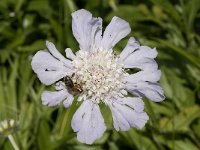 Scabiosa caucasica 1, Saxifraga-Jan van der Straaten