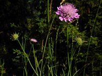 Scabiosa lucida