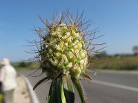 Scabiosa maritima 1, Saxifraga-Jasenka Topic