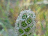 Scabiosa micrantha