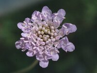 Scabiosa triandra