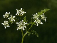 Scandix pecten-veneris 2, Naaldenkervel, Saxifraga-Willem van Kruijsbergen