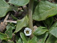 Scelerophylax arnottii 1, Saxifraga-Jeroen Willemsen