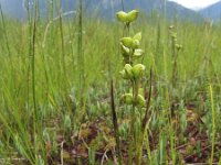 Scheuchzeria palustris