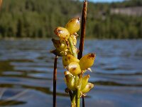 Scheuchzeria palustris 10, Veenbloembies, Saxifraga-Ed Stikvoort : Roholtfjellet s9900