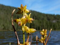 Scheuchzeria palustris 12, Veenbloembies, Saxifraga-Ed Stikvoort : Roholtfjellet s9900