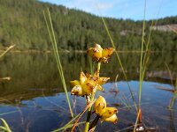 Scheuchzeria palustris 13, Veenbloembies, Saxifraga-Ed Stikvoort : Roholtfjellet s9900