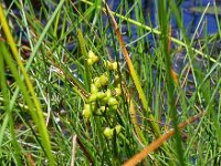 Scheuchzeria palustris 19, Veenbloembies, Saxifraga-Hans Grotenhuis