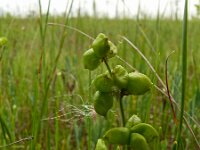 Scheuchzeria palustris 40, Veenbloembies, Saxifraga-Hans Grotenhuis
