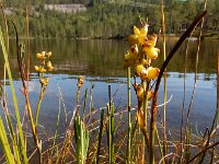 Scheuchzeria palustris 5, Veenbloembies, Saxifraga-Ed Stikvoort : Roholtfjellet s9900