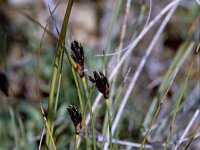 Schoenus nigricans, Black Bogrush