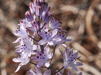 Scilla autumnalis 1, Saxifraga-Harry Jans