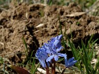 Scilla bifolia 1, Vroege sterhyacint, Saxifraga-Jan van der Straaten