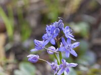 Scilla bifolia 51, Vroege sterhyacint, Saxifraga-Jan Nijendijk