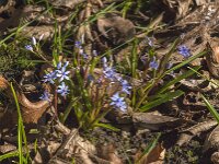 Scilla bifolia 52, Saxifraga-Jan van der Straaten