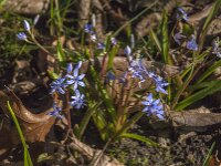 Scilla bifolia 53, Saxifraga-Jan van der Straaten