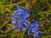 Scilla bifolia 61, Saxifraga-Jan van der Straaten