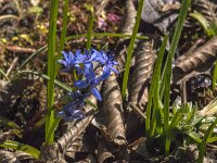Scilla bifolia 62, Saxifraga-Jan van der Straaten