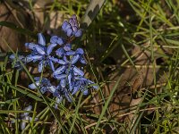 Scilla bifolia 63, Saxifraga-Jan van der Straaten