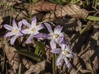 Scilla forbesii