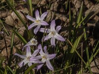 Scilla forbesii 2, Grote sneeuwroem, Saxifraga-Jan van der Straaten