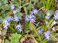 Scilla forbesii 4, Grote sneeuwroem, Saxifraga-Peter Meininger