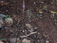 Scilla haemorrhoidalis