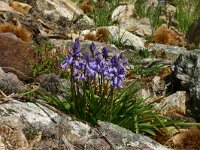 Scilla hispanica 1, Saxifraga-Dirk Hilbers