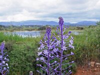 Scilla hyacinthoides