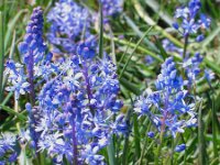 Scilla litardierei 1, Saxifraga-Jasenka Topic