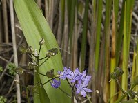 Scilla monophyllos 1, Saxifraga-Willem van Kruijsbergen