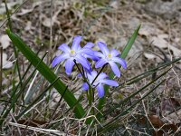 Scilla nana