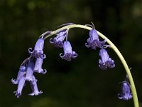 Scilla non-scripta 10, Wilde hyacint, Saxifraga-Willem van Kruijsbergen