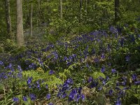 Scilla non-scripta 29, Wilde hyacint, habitat, Saxifraga-Willem van Kruijsbergen