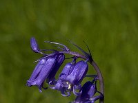 Scilla non-scripta 3, Wilde hyacint, Saxifraga-Willem van Kruijsbergen