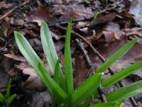 Scilla non-scripta 37, Wilde hyacint, Saxifraga-Rutger Barendse