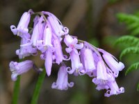 Scilla non-scripta 46, Wilde hyacint, Saxifraga-Bart Vastenhouw