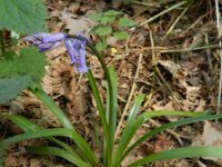 Scilla non-scripta 50, Wilde hyacint, Saxifraga-Rutger Barendse