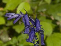 Scilla non-scripta 9, Wilde hyacint, Saxifraga-Willem van Kruijsbergen