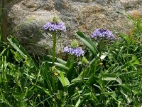 Scilla peruviana