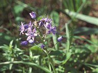 Scilla ramburei