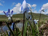 Scilla rosenii