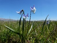 Scilla rosenii 2, Saxifraga-Ed Stikvoort : Noord van Gyumri s9900