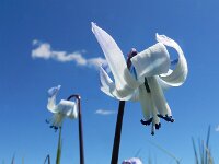 Scilla rosenii 8, Saxifraga-Ed Stikvoort : Noord van Gyumri s9900