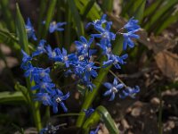 Scilla sardensis 15, Kleine sneeuwroem, Saxifraga-Jan an der Straaten