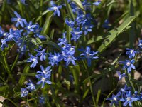 Scilla sardensis 16, Kleine sneeuwroem, Saxifraga-Jan an der Straaten