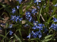 Scilla sardensis 17, Kleine sneeuwroem, Saxifraga-Jan an der Straaten