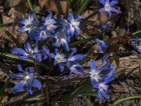 Scilla sardensis 2, Kleine sneeuwroem, Saxifraga-Jan an der Straaten