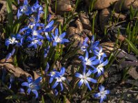 Scilla sardensis 3, Kleine sneeuwroem, Saxifraga-Jan an der Straaten