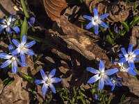 Scilla sardensis 7, Kleine sneeuwroem, Saxifraga-Jan an der Straaten